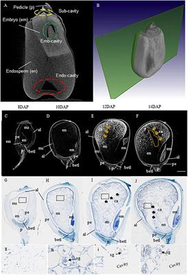 Exploring the Developmental Progression of Endosperm Cavity Formation in Maize Grain and the Underlying Molecular Basis Using X-Ray Tomography and Genome Wide Association Study